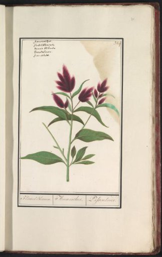 Amaranth (Amaranthus)