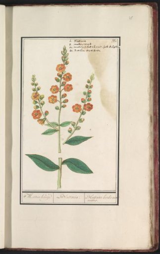 Moth mullein (Verbascum blattaria)