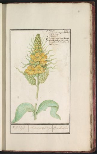 Great Mullein (Verbascum thapsus)