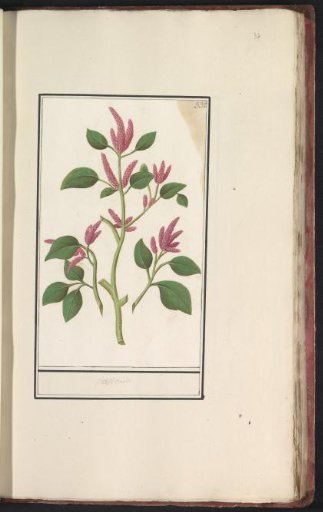 Knotgrass (Persicaria)