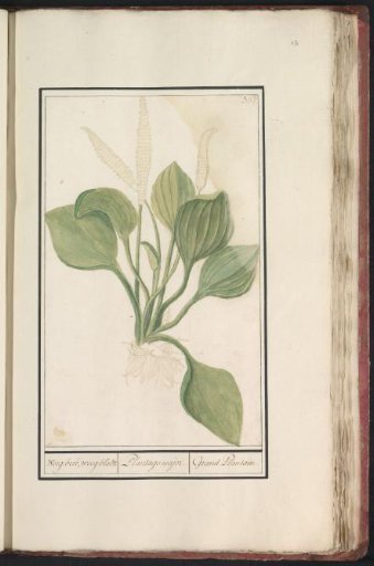 Plantain (Plantago major)