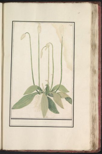 Plantain (Plantago major)
