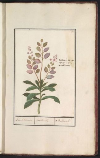 Moonflower (Lunaria annua)