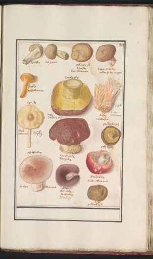 Mushrooms