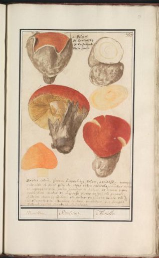 Boletes (Boletales)
