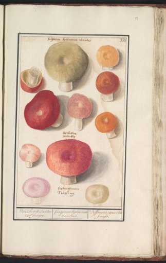 Boletes (Boletales)