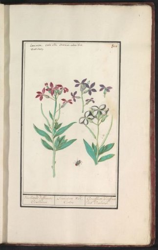 Wallflower (Erysimum cheiri)