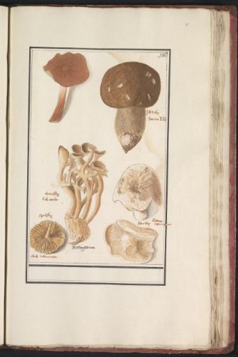 Mushrooms
