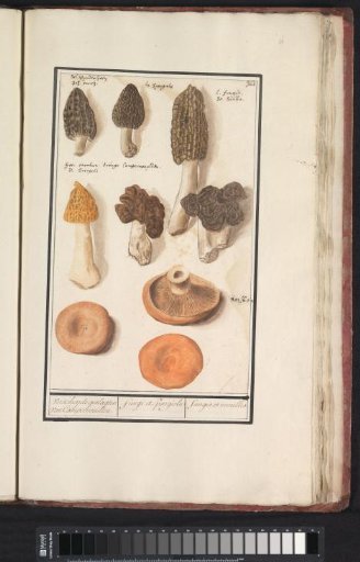 Morels (Morchella)