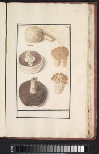 Common field mushroom (Agaricus campestris)