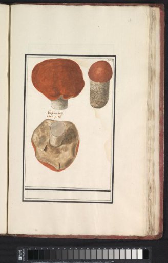 Bolete (Boletus)