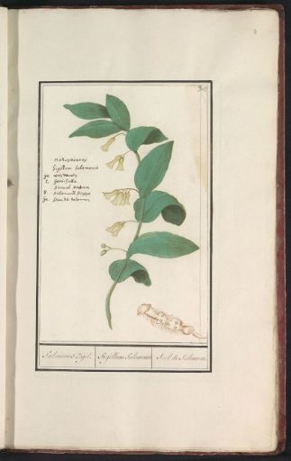 Solomon's seal (Polygonatum multiflorum)