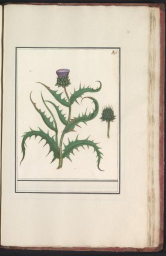 Artichoke (Cynara scolymus)
