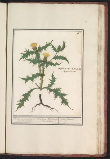 Yellow thistle (Scolymus hispanicus)