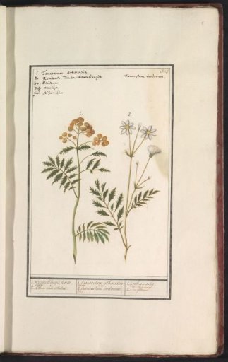Tansy (Tanacetum vulgare)