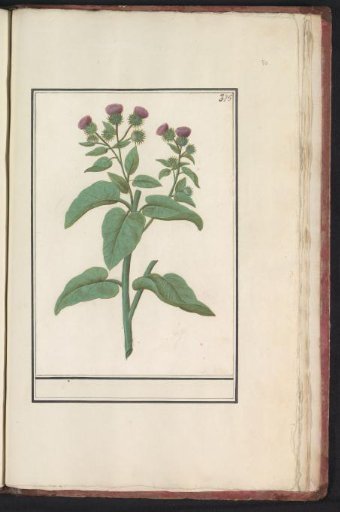 Thistle (Carduus)