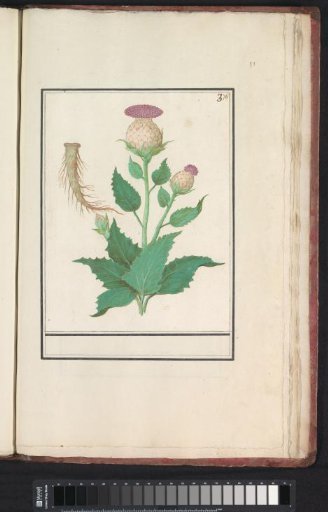 Woolly thistle (Cirsium eriophorum)