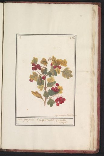 Hawthorn (Crataegus)