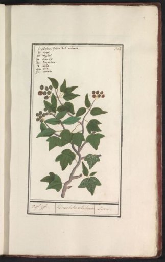 Ivy (Hedera helix)