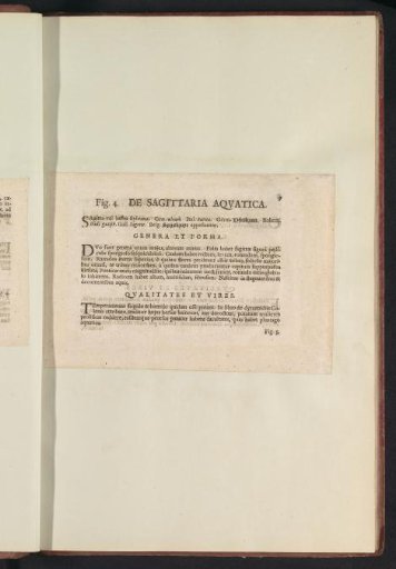 Fig. 4 'De Sagittaria Aqvatica' in De Boodts herbarium of 1640