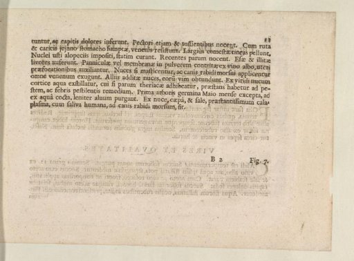 Fig. 6 'De Ivglande' in De Boodts herbarium of 1640