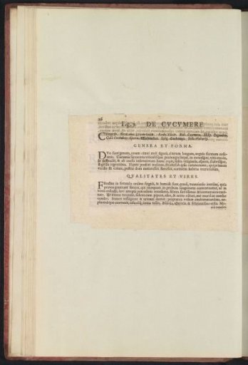 Fig. 9 'The Cucumber' in De Boodt's Herbarium of 1640