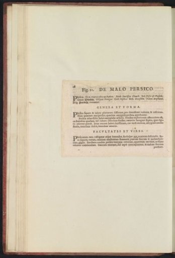 Fig. 10 'The Persian Apple' in De Boodt's Herbarium of 1640