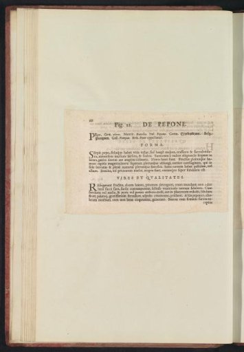 Fig. 12 'The Melon' in De Boodt's Herbarium of 1640