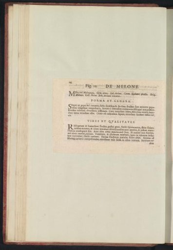 Fig. 12 'The Melon' in De Boodt's Herbarium of 1640