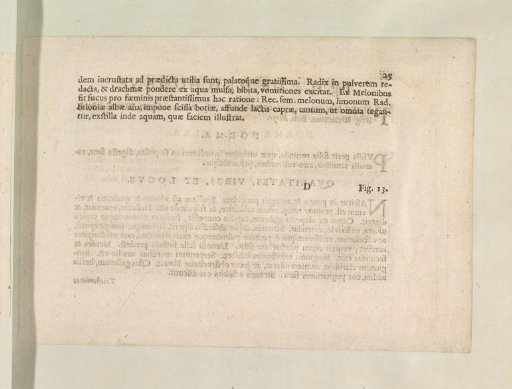 Fig. 12 'The Melon' in De Boodt's Herbarium of 1640