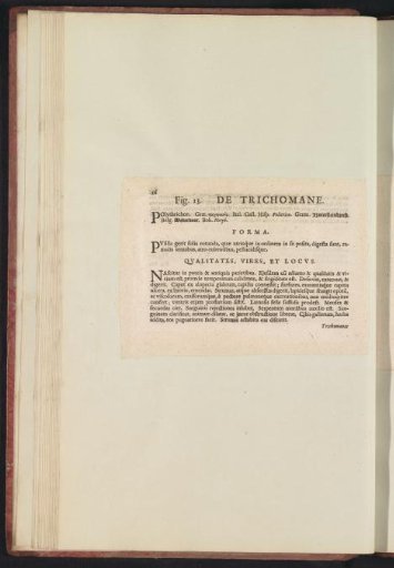 Fig. 13 'The Trichomanes' in De Boodt's Herbarium of 1640