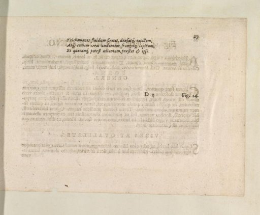 Fig. 13 'The Trichomanes' in De Boodt's Herbarium of 1640