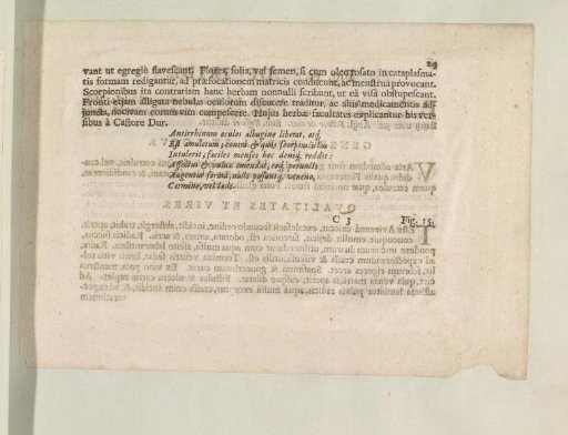 Fig. 14 'The Snapdragon' in De Boodt's Herbarium of 1640