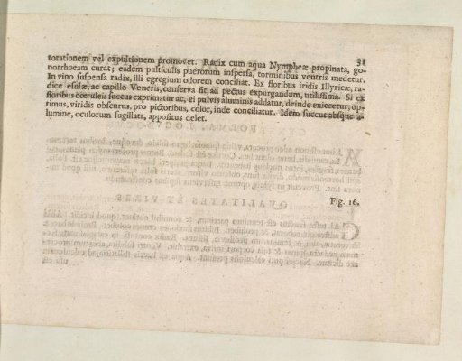 Fig. 15 'The Iris' in De Boodt's Herbarium of 1640