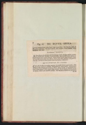 Fig. 16 'The Thorny Apple' in De Boodt's Herbarium of 1640