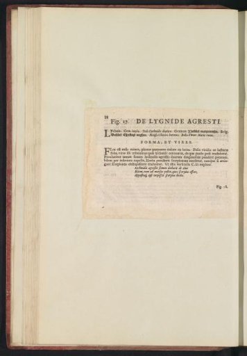 Fig. 17 'The Field Lygide' in De Boodt's Herbarium of 1640