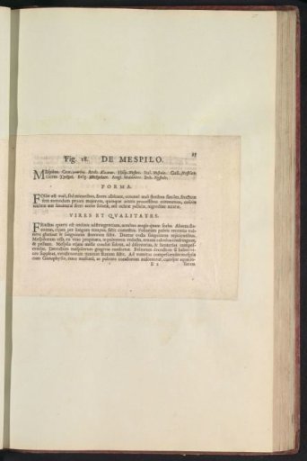 Fig. 18 'The Medlar' in De Boodt's Herbarium of 1640