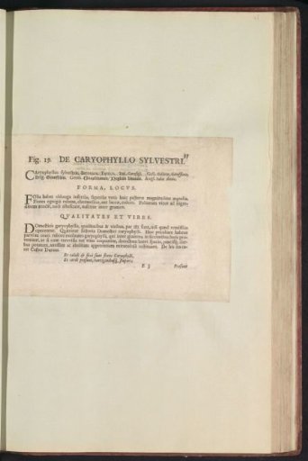 Fig. 19 'De Caryophyllo Sylvestri' in De Boodts herbarium of 1640