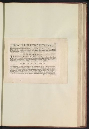 Fig. 21 'De Prvno Sylvestri' in De Boodts herbarium of 1640