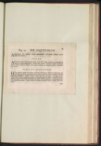 Fig. 24 'The Holly' in De Boodts Herbarium of 1640