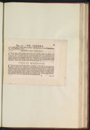 Fig. 25 'The Cinara' in De Boodts Herbarium of 1640