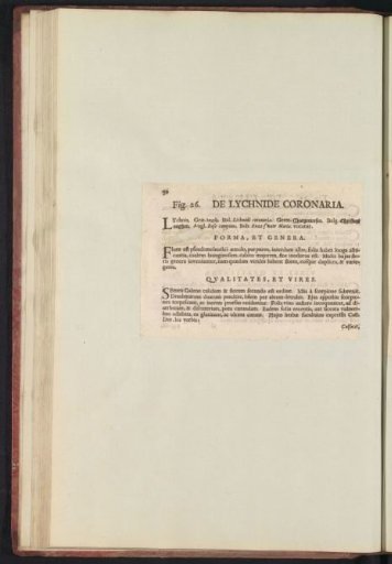 Fig. 26 'The Lychnide Coronaria' in De Boodts Herbarium of 1640