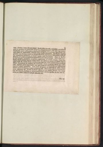 Fig. 28 'The Peony' in De Boodts Herbarium of 1640
