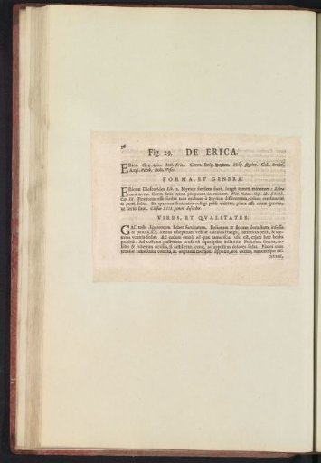 Fig. 29 'The Heather' in De Boodts Herbarium of 1640