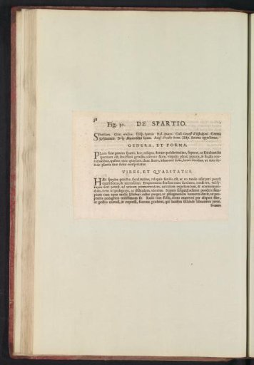 Fig. 30 'The Spartio' in De Boodts Herbarium of 1640