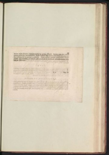 Fig. 30 'The Spartio' in De Boodts Herbarium of 1640