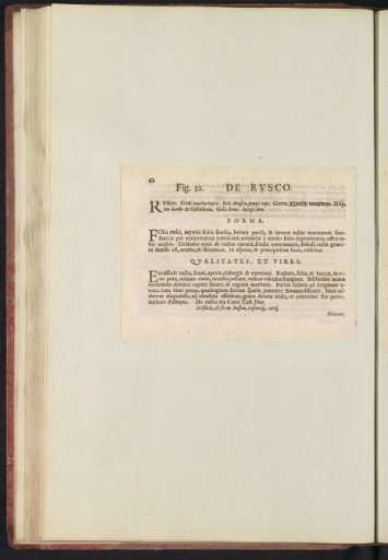 Fig. 32 'The Ruscus' in De Boodts Herbarium of 1640