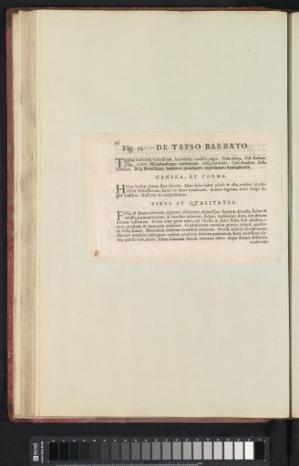 Fig. 34 'The Tapso Barbato' in De Boodts Herbarium of 1640