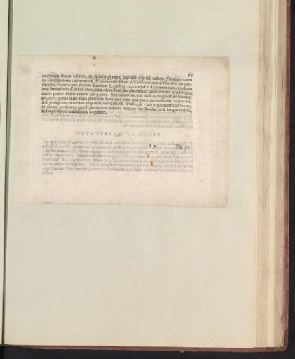 Fig. 34 'The Tapso Barbato' in De Boodts Herbarium of 1640