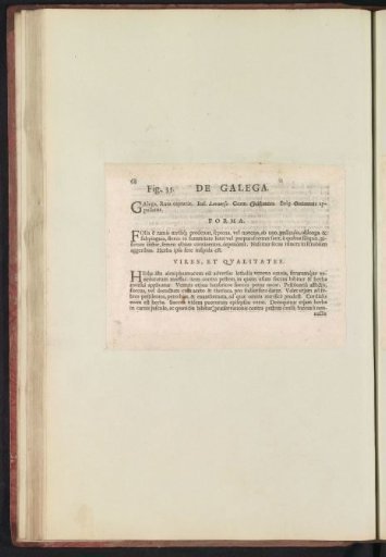 Fig. 35 'De Galega' in De Boodts Herbarium of 1640